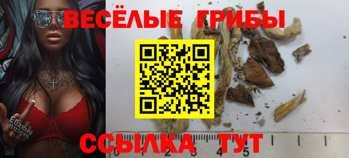купить наркотики сайты  Вход с VPN  Сальск  Галлюциногенные грибы GOLDEN TEACHER 